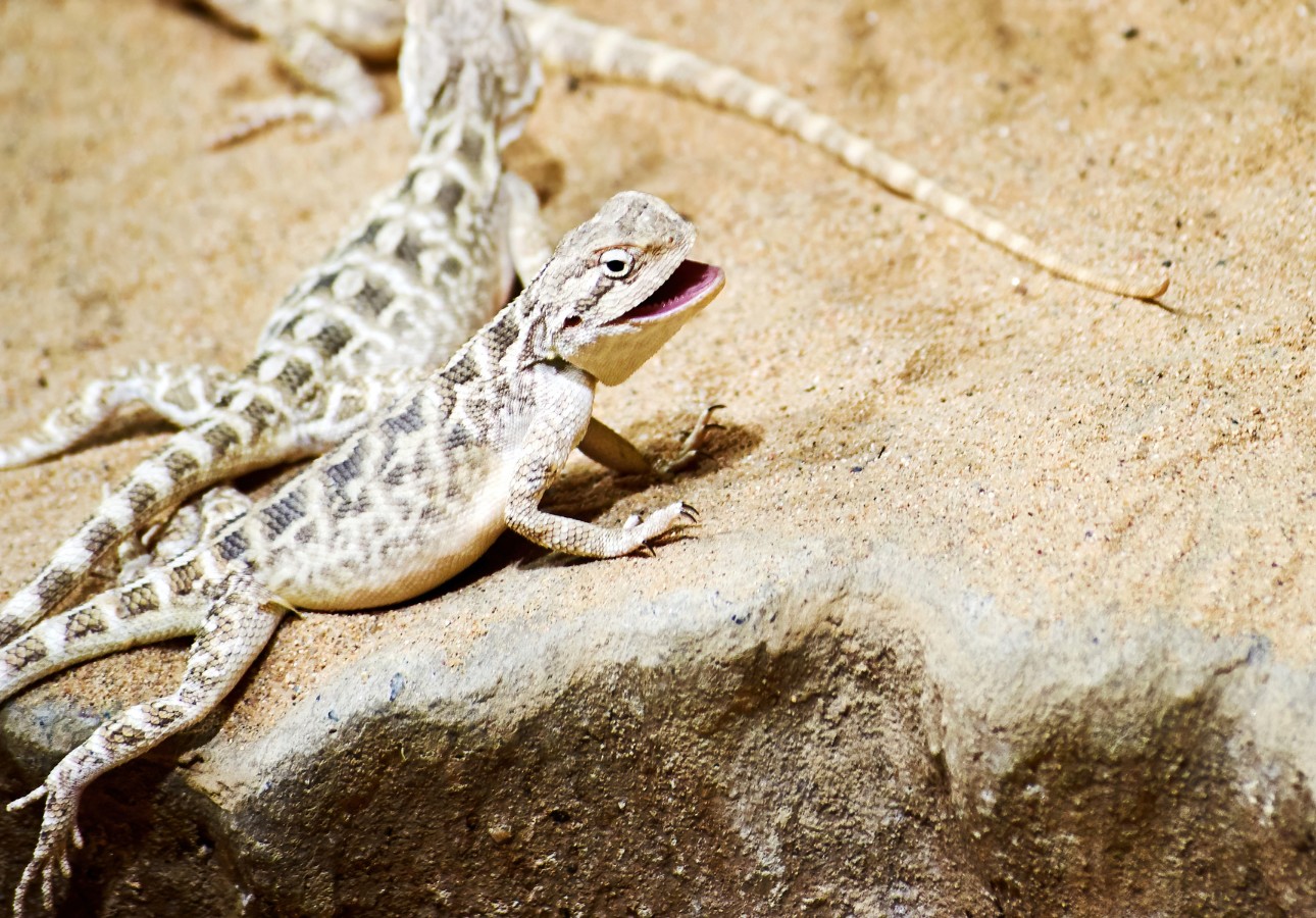 Cold-Blooded Creatures: How They Stay Warm - Street Science